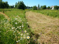 květnatá louka v plném květu