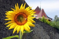 luční kvítí slunečnice včela