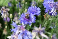 luční kvítí chrpa včela