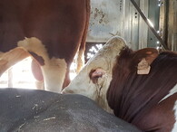 Mezinárodní den STOP přepravě živých zvířat 