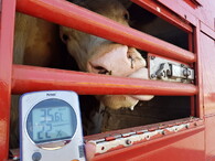 Mezinárodní den STOP přepravě živých zvířat 