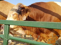 Mezinárodní den STOP přepravě živých zvířat 
