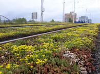 Rozchodník na kolejovém absorbéru hluku