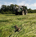 kolouch v trávě při seči