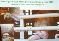 Mezinárodní den STOP přepravě živých zvířat 