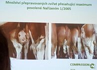 Mezinárodní den STOP přepravě živých zvířat 