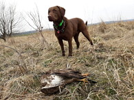 pes Viki a nalezený otrávený dravec