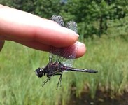 vážka jasnoskvrnná