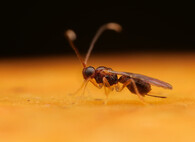 parazitická vosička