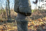 strom úvaz biokoridor