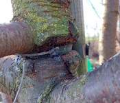 strom úvaz biokoridor