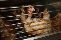 Velkochov slepic - špatné podmínky Svinčany