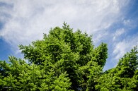 douglaska tisolistá