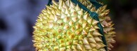 durian