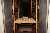 Velkochov slepic - špatné podmínky Přeštice