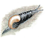 Slimáčnice průhledná 