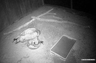 Poraněný orel mořský v záchranné stanici živočichů v Plzni