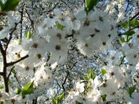 Prunus