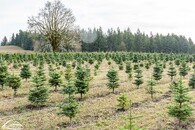 pole vánočních stromků