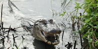 aligátor