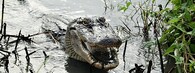 aligátor