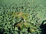 vyhozený bioodpad v poli