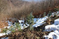 krušnohorské bučiny