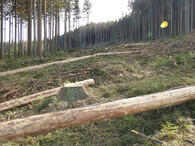 Odlesnění v CHKO Jeseníky