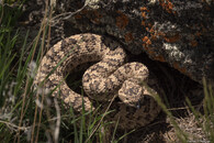 chřestýš Crotalus oreganus