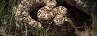 chřestýš Crotalus oreganus