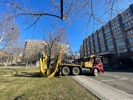 přesazení javoru na Praze 3