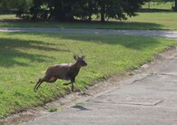 Jelen sika za plotem v Plzni