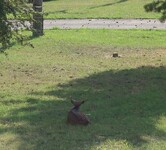 Jelen sika za plotem v Plzni