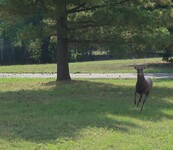 Jelen sika za plotem v Plzni