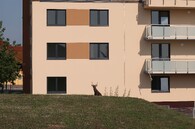 Jelen sika za plotem v Plzni