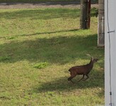 Jelen sika za plotem v Plzni