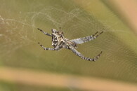 Cyrtophora citricola 