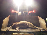 ulovená srnčí zvěř