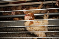 Velkochov slepic - špatné podmínky Svinčany