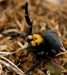 Samice stepníka moravského