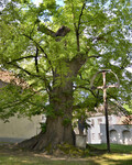 Památný strom Lípa v Římově 