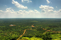 plantáž palmy olejné