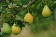 Hrušeň, odrůda Sírová 