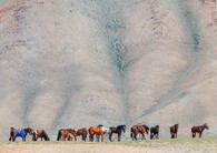 závodní koně v Mongolsku