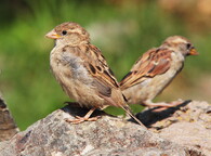 Samičky vrabce domácího