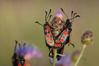 Vřetenuška ligrusová