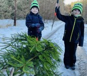 vánoční stromek z prořezávky