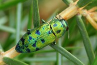 Krasec Lamprodila festiva 