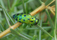 Krasec Lamprodila festiva 