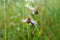 Tořič včelonosný